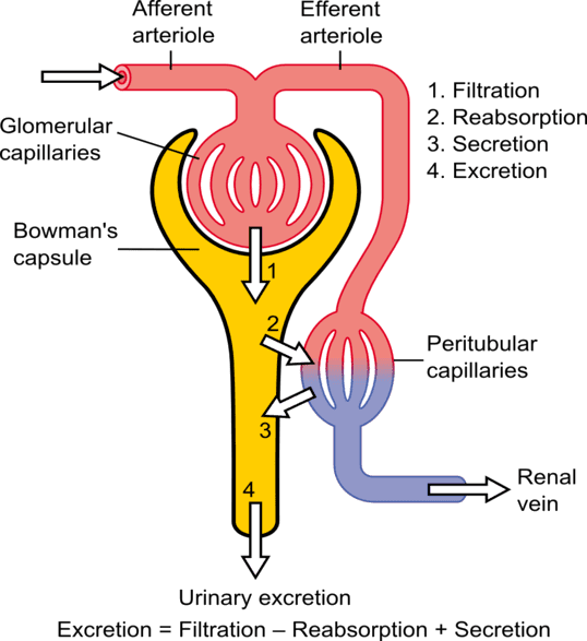 Urinary excretion
