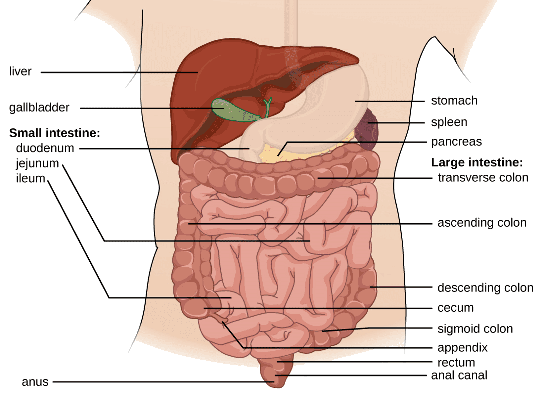 This image shows the various parts of the digestive system.