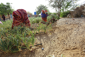 Agricultural practices are a set of rules used in the agricultural sector to make farming easier and produce better agricultural goods. 