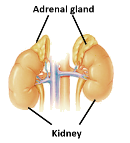 Adrenal glands are the triangular-shaped, small-sized glands lying on the top of each kidney. For this reason, they are also called the suprarenal glands.