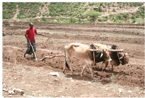 Plough is dragged by two bullocks and is composed of wood or iron.