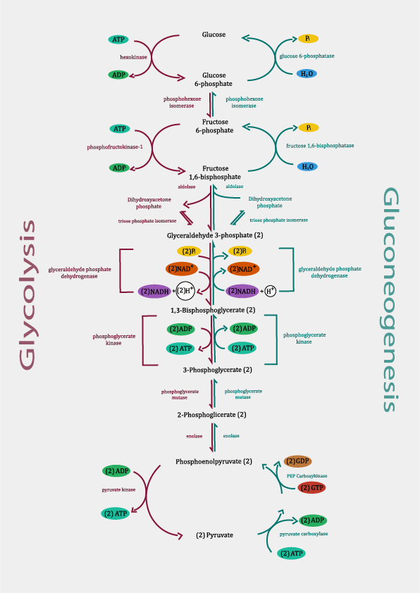 glycolysis and gluconeogenesis