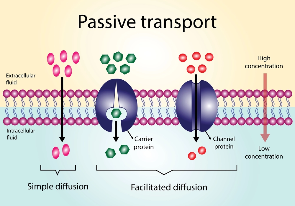 This diagram shows Passive transportation occurring in Cell Membrane.
