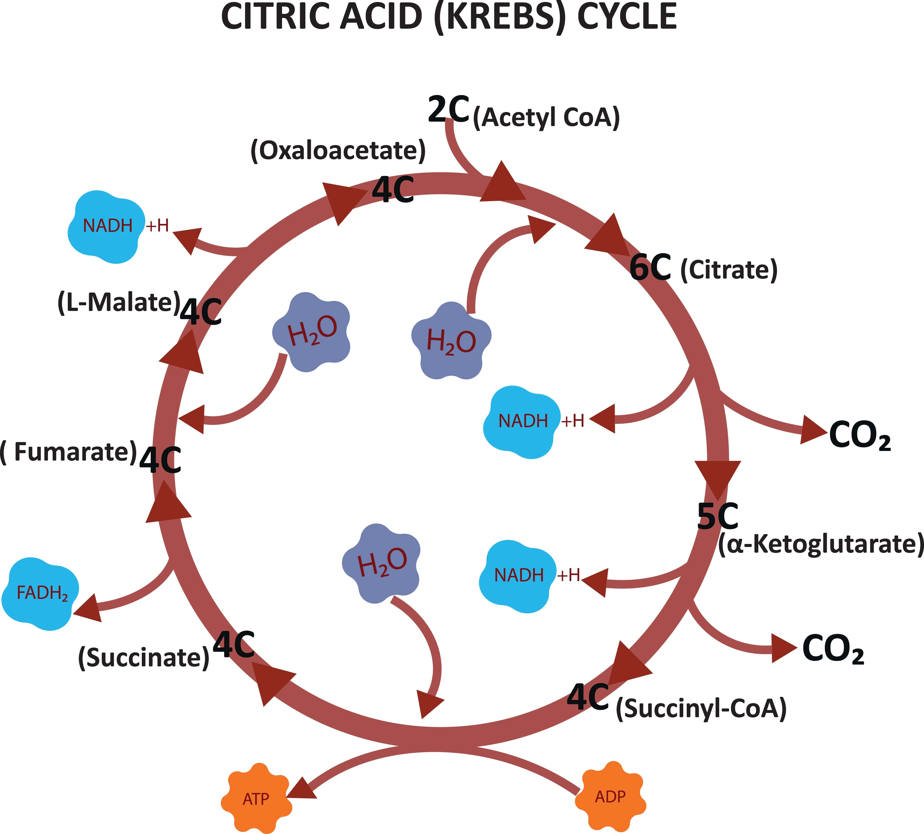 Krebs Cycle