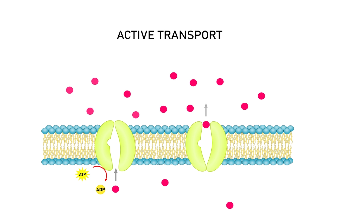 This diagram shows active transportation occurring in Cell Membrane.