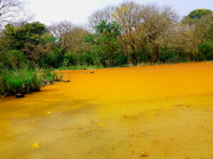 Algal blooms seen in freshwater result in the rapid growth of algae. As a result of the pigments, the water appears green. 