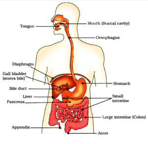 The digestive system is made up of organs that digest food, assimilate its nutrients, and eliminate any leftover waste