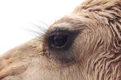 This diagram shows the camel with long eyelashes in desert adaptation. 