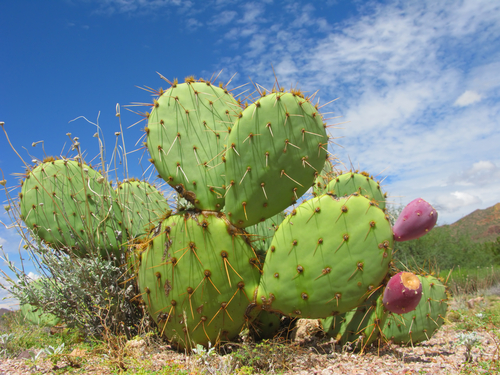 This diagram shows the xerophytic plant and its desert adaptation. 