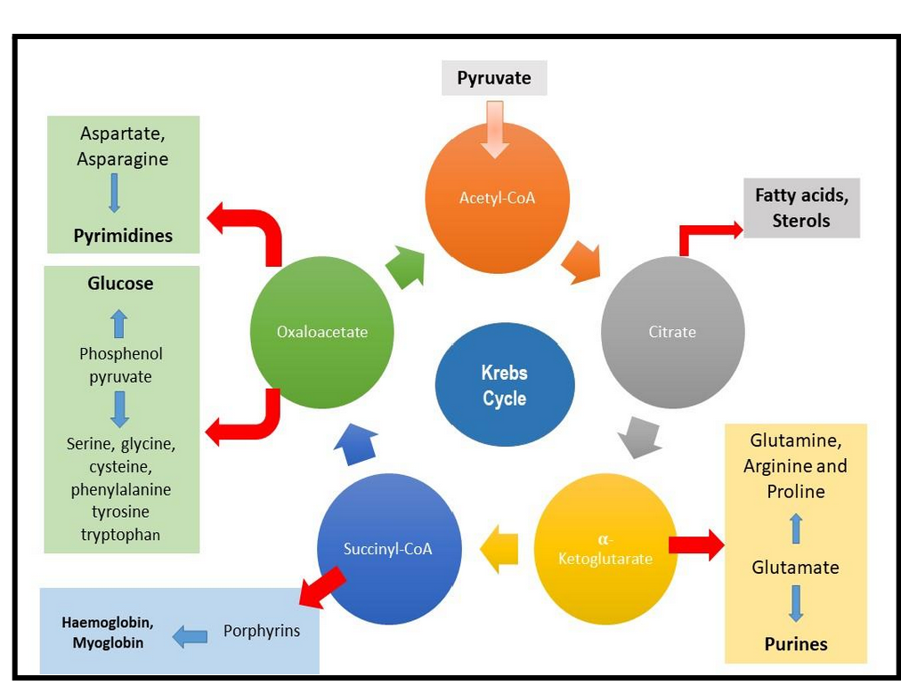 Tricarboxylic acid cycle(TCA) pathway.