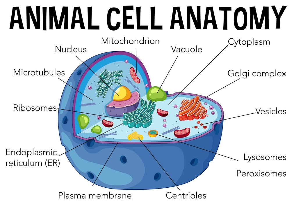 Diagram of Animal cell