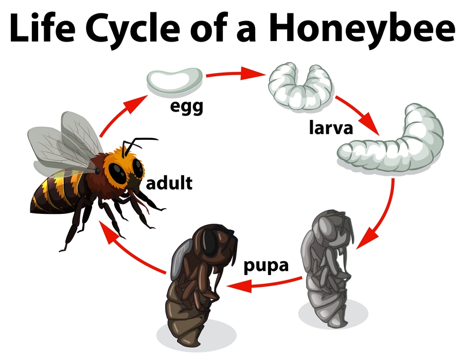 Diagram of life cycle of honey bees.