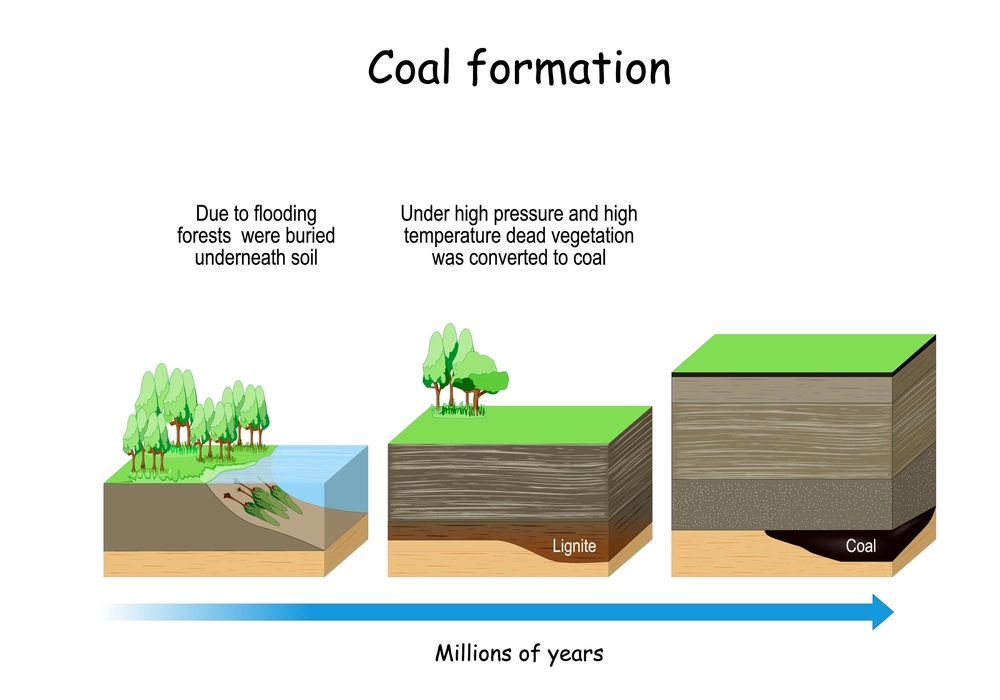Coal Formation image
