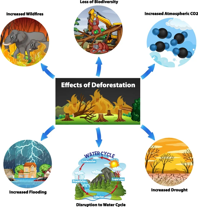 effects of defforestation with image diagrams