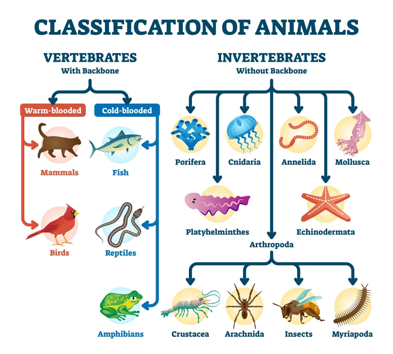 classification of animals kingdom phylum