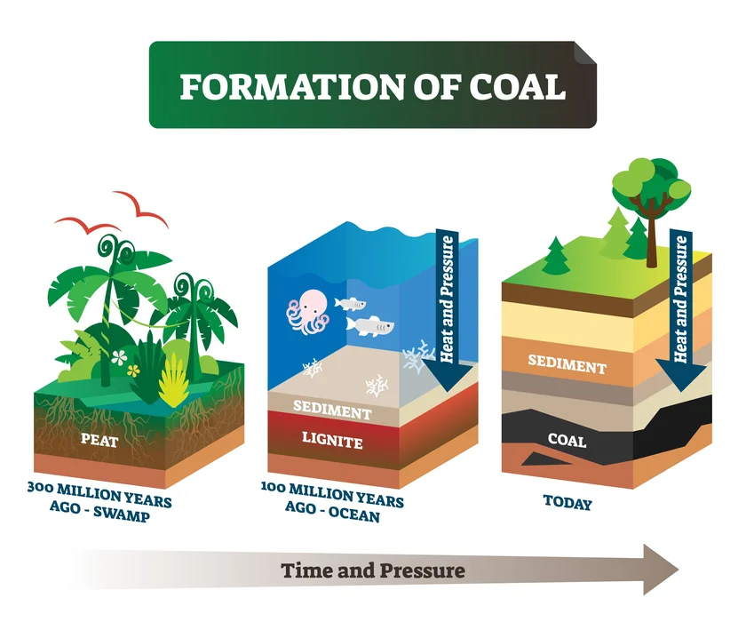 Process of formation of coal