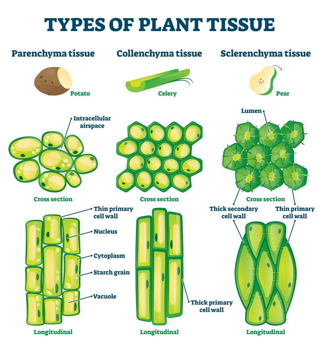 plant-tissue-vs-animal-tissue-88guru