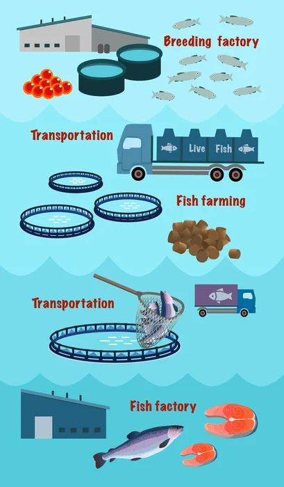 Aquaculture supply chain infographic. Breeding plant for hatching fry from caviar, delivery, fish processing.
