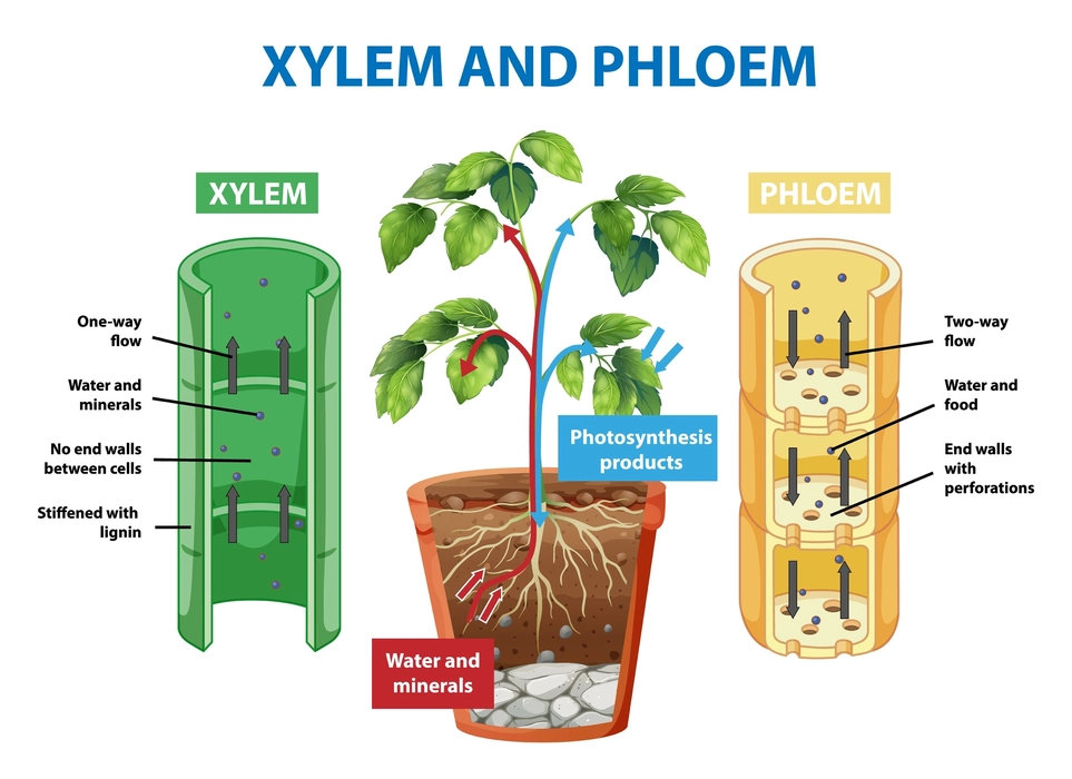 phloem and xylem diagrams