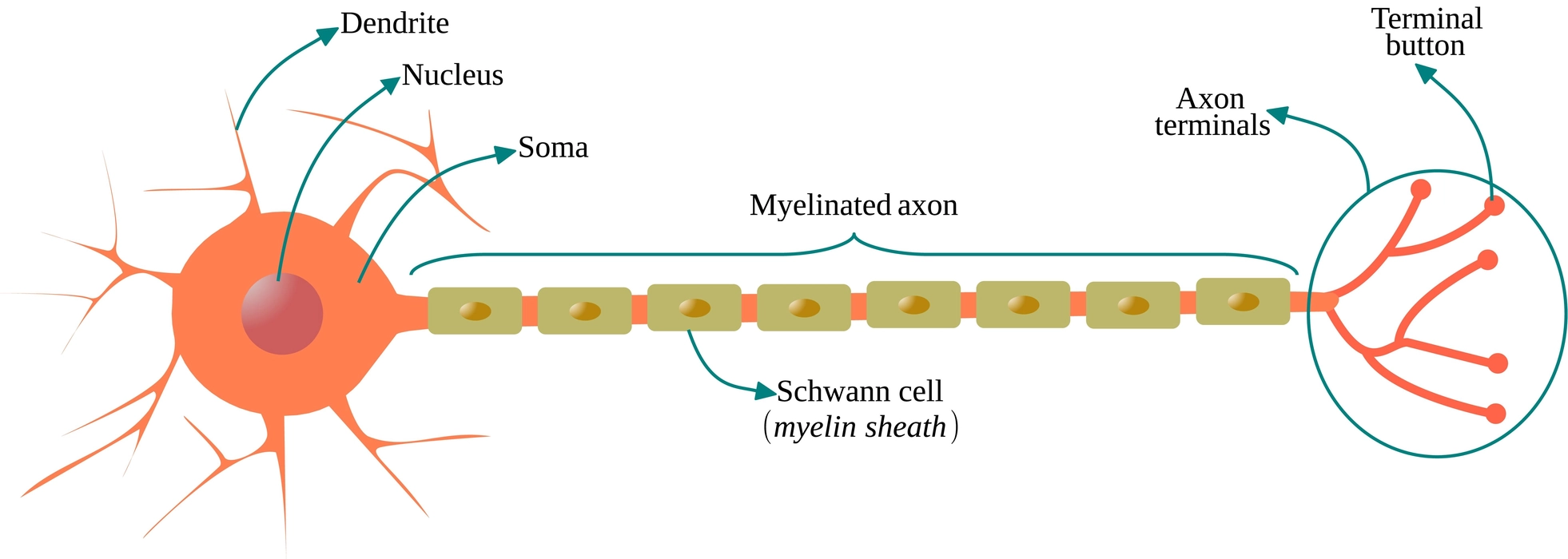 Diagram of structure of myelinated neuron