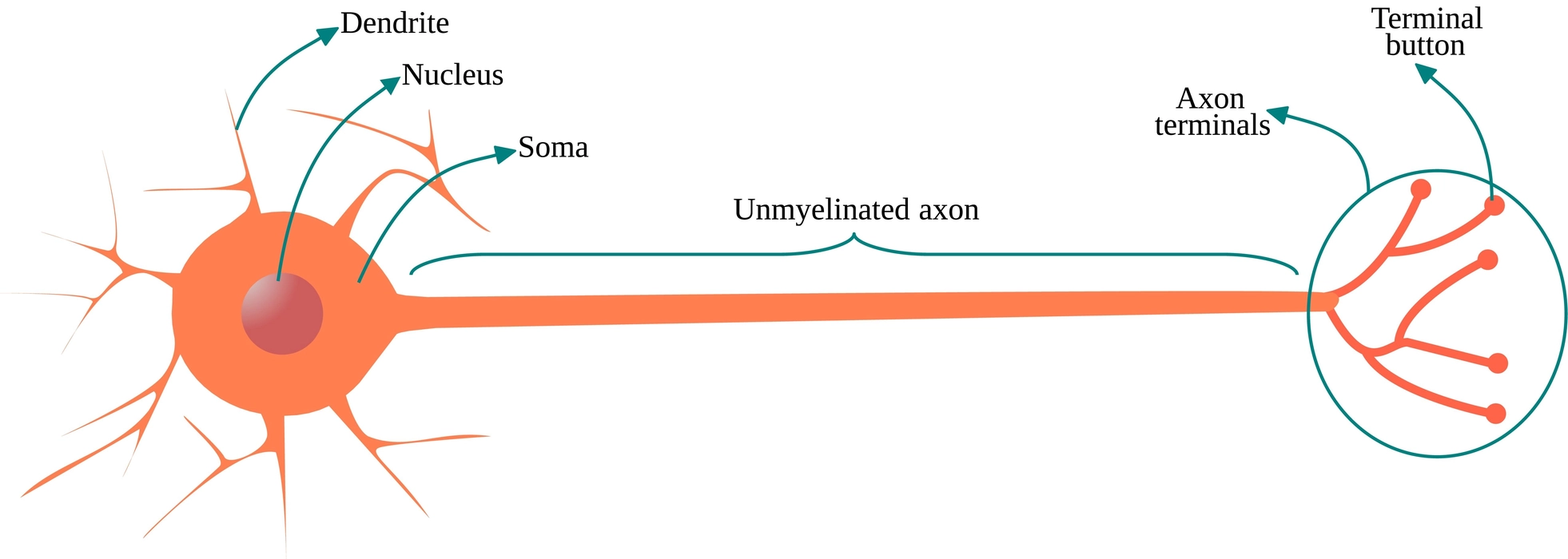 Diagram of structure of the non-myelinated neuron.