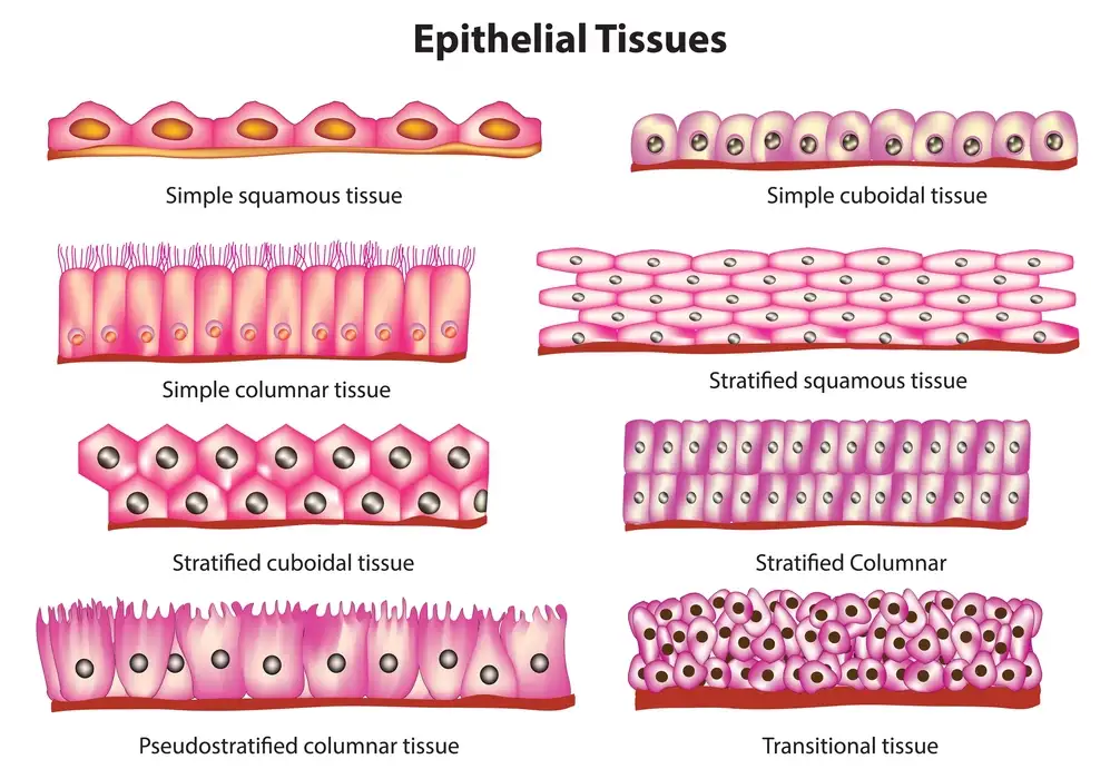 Epithelial tissues