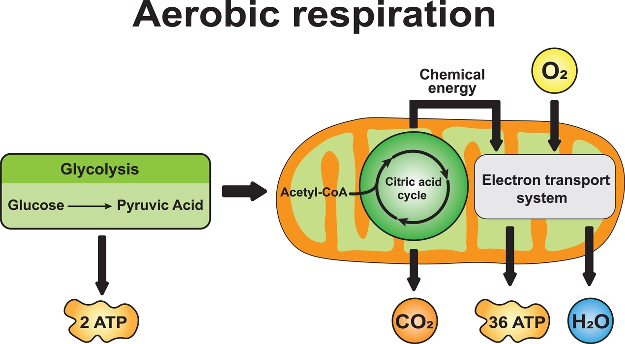 simple cellular respiration equation