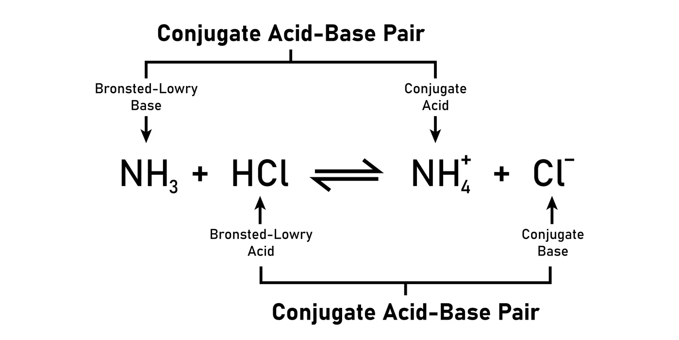 Acids and bases in conjugates 