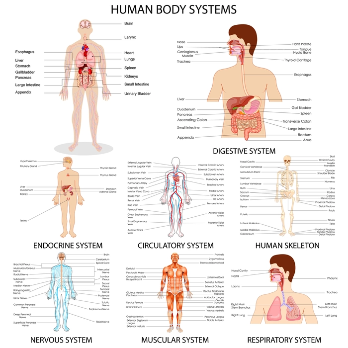 Diagrams of different systems in Human body