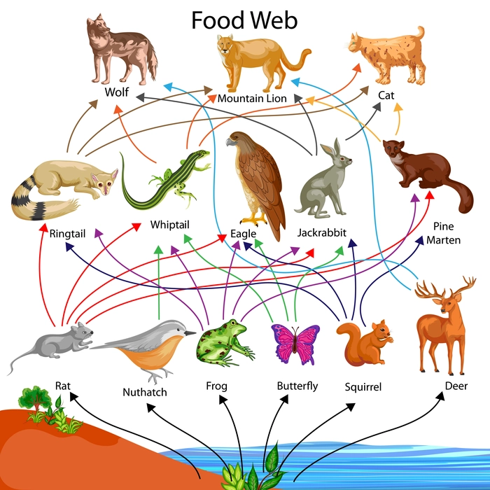 complex food web diagram