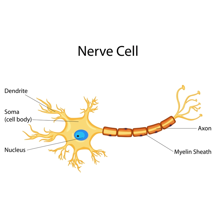 Diagram of nerve cell.