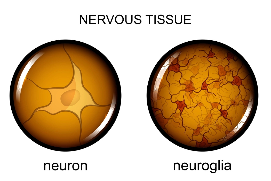 Diagrams of Nervous tissue,neurons and neuroglia.