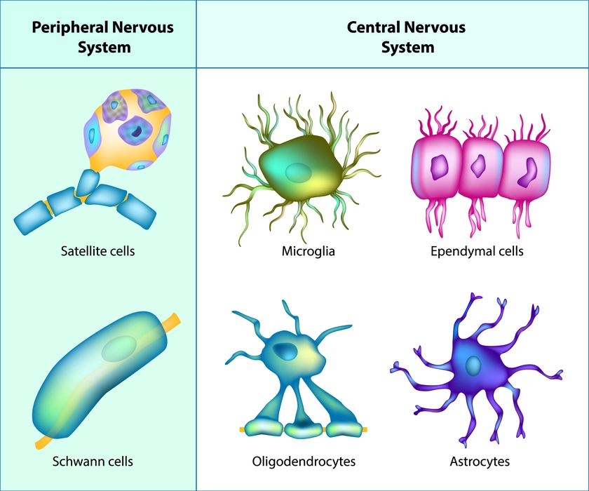 This image shows the various types of Neuroglia cells of the nervous system.