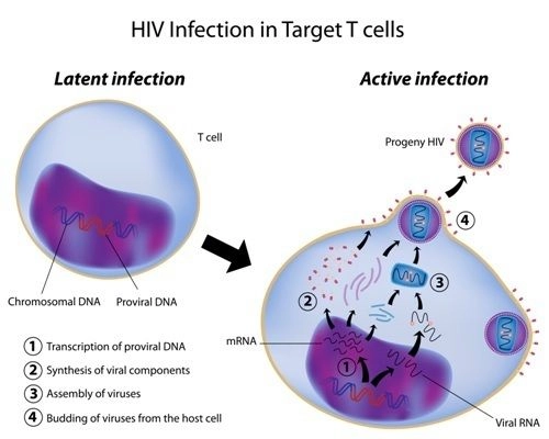 This image shows the process of HIV infection occurring in a healthy T cell.