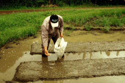 A farmer sowing the seeds into the soil by hand