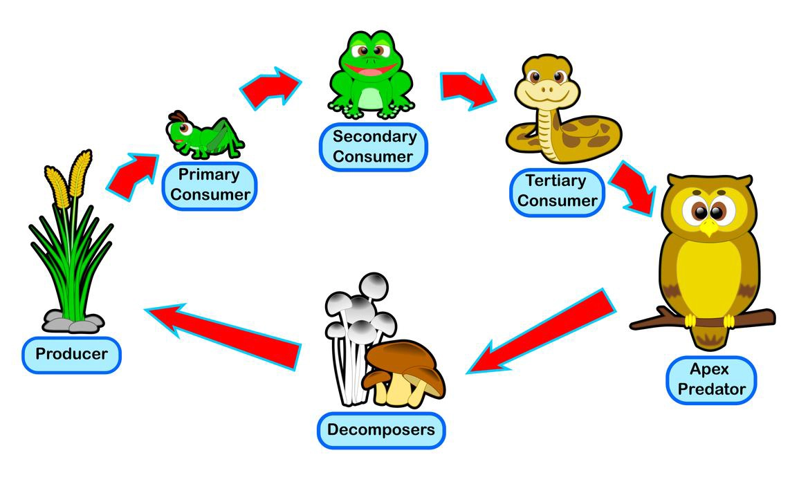 Food chain Cycle