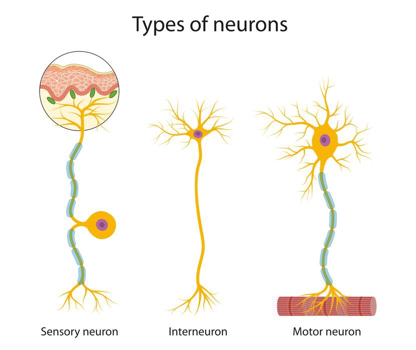 Diagram of types of neurons based on their function.