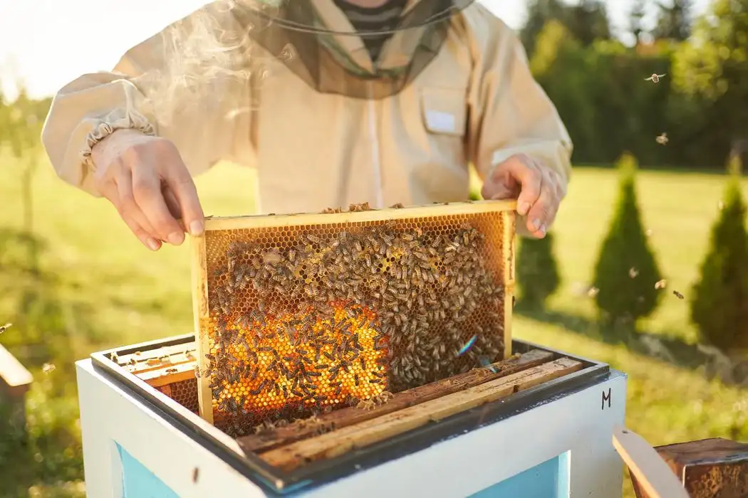 Man taking honey from tray(bee farming)