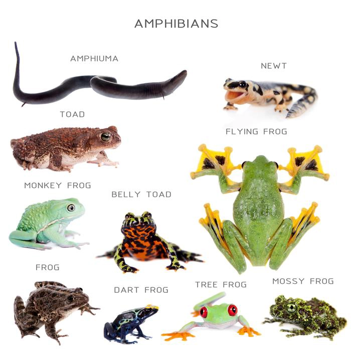 Amphibia - Characteristics And Classifications - 88Guru