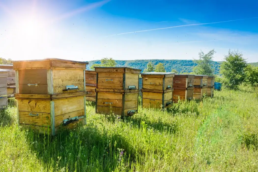 Artificial bee hives.