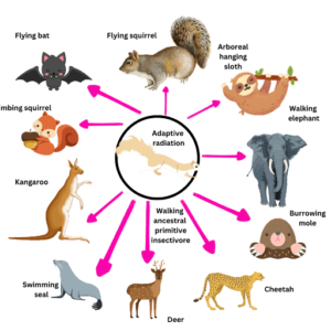 Adaptive Radiation in Mammal