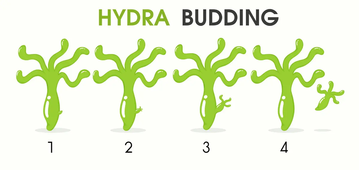 This image shows asexual reproduction in animals through Budding.