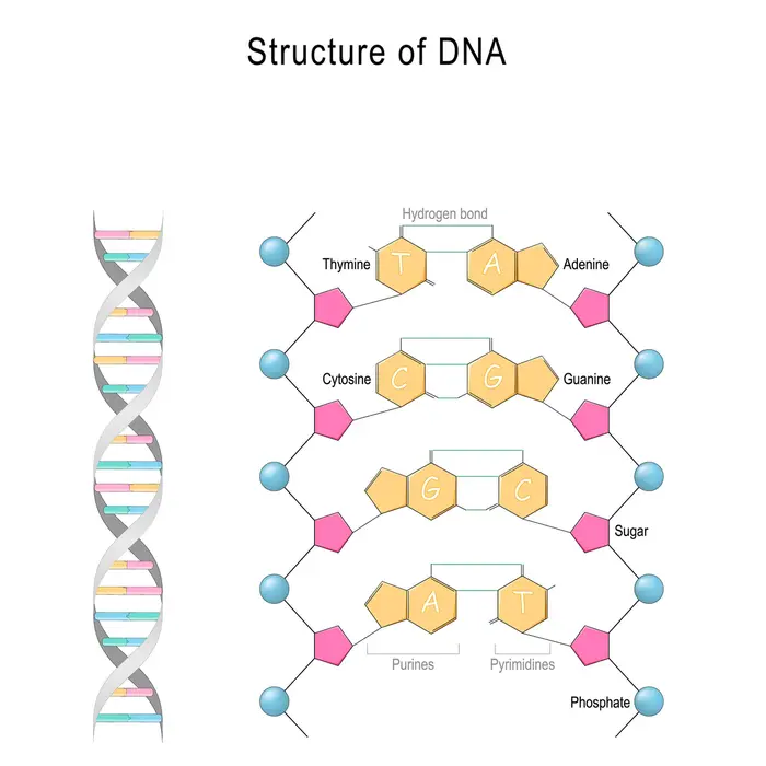 This image shows the structure of DNA with various nuclotides, sugar and phosphate moieties.