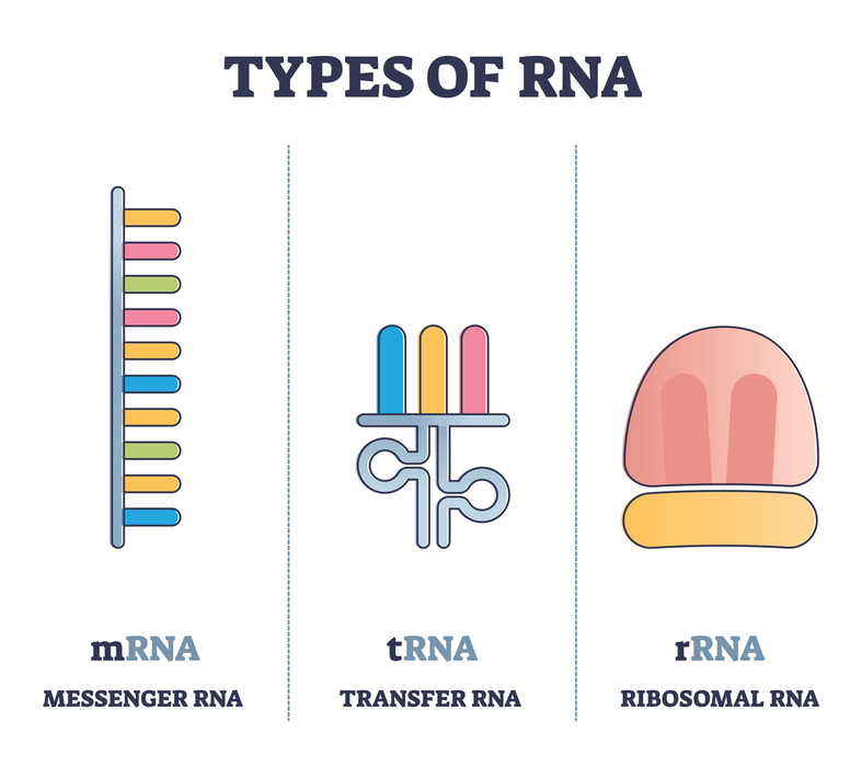 This image shows various types of RNA such as rRNA,mRNA and tRNA.
