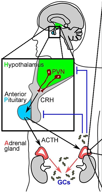 This image shows the process of release of ACTH and its effects on the adrenal glands.