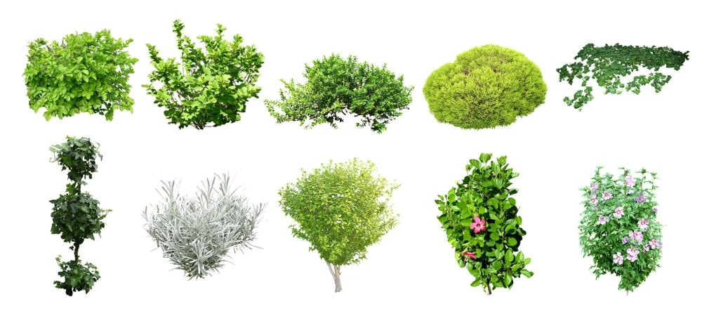 Different types of shrubs are used in gardens and houses