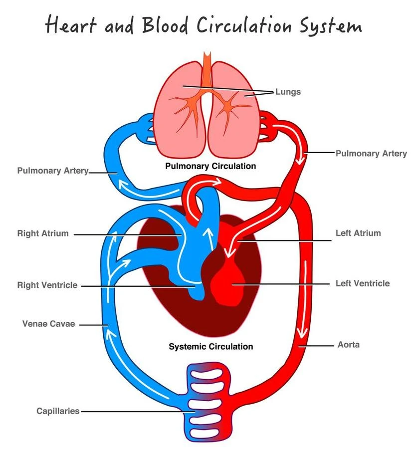 Diagram of circulatory system blood flow