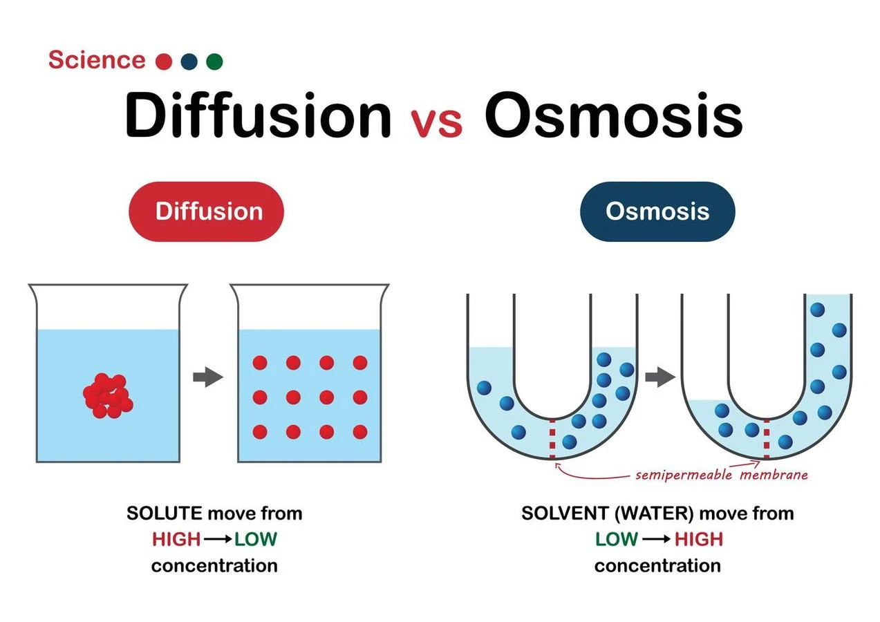 This image shows the process of diffusion and osmosis.