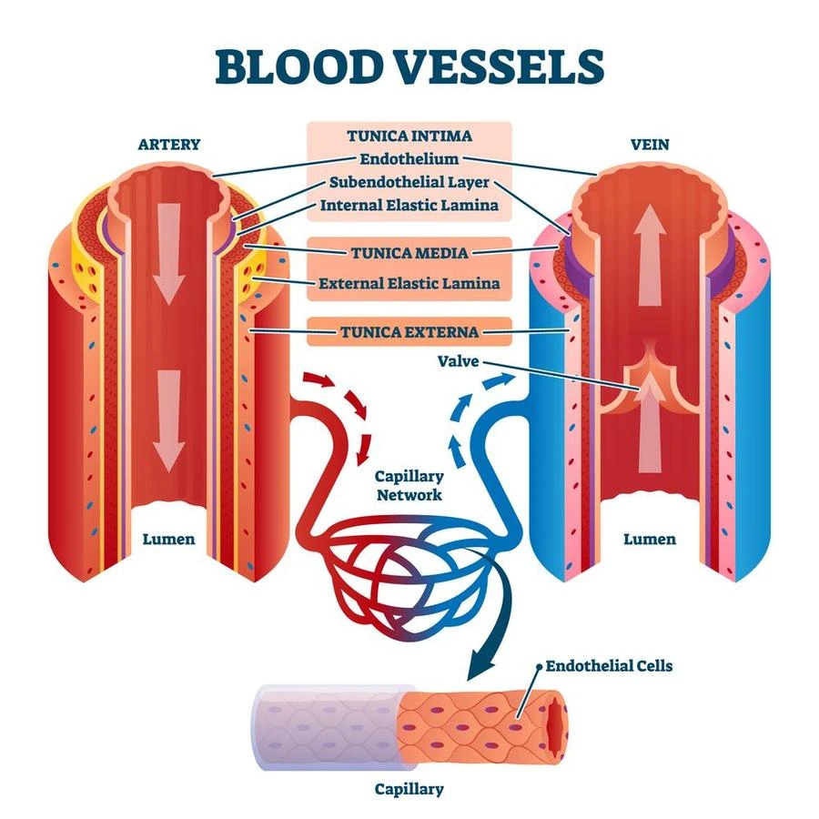 Blood vessels.