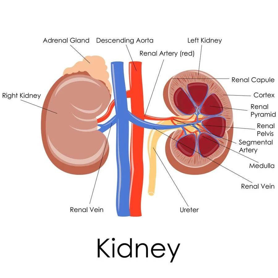 structural view of both the kidney